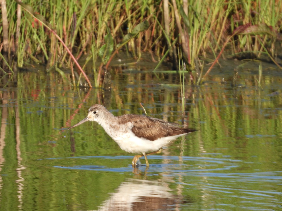 Common Greenshank - ML117899711