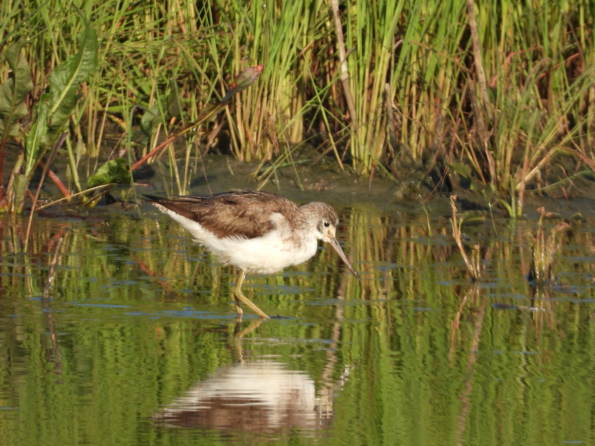 Common Greenshank - ML117899721