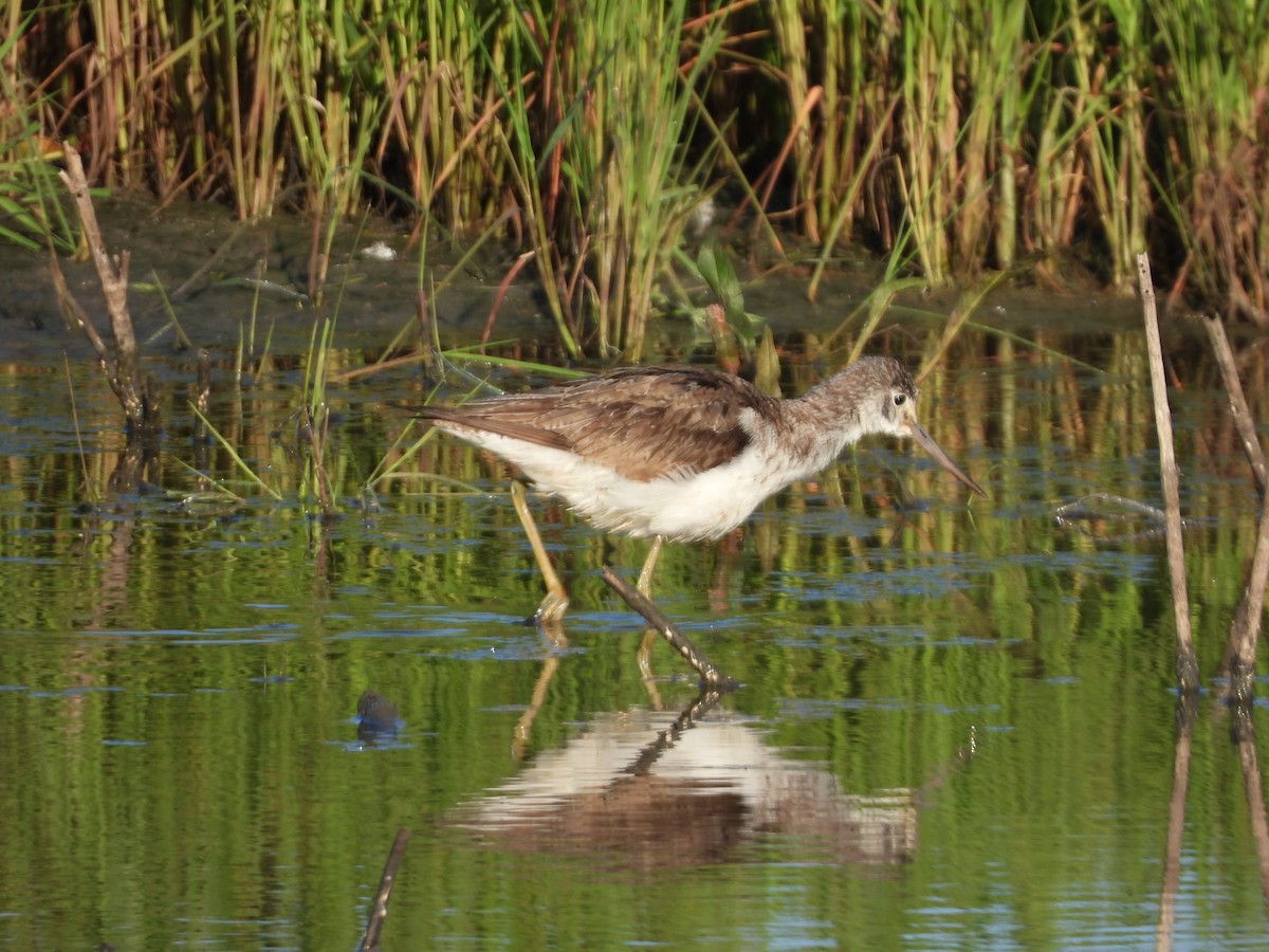 Common Greenshank - ML117899771