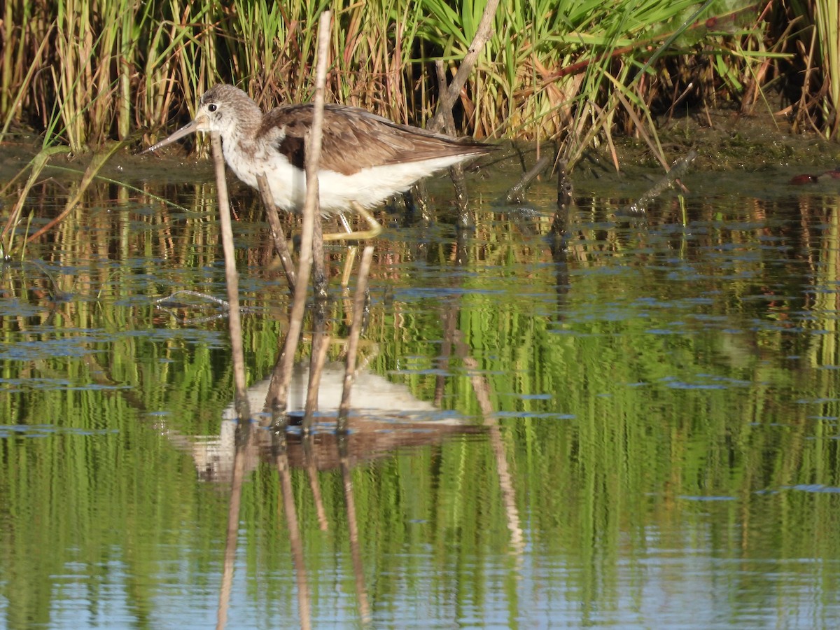 Common Greenshank - ML117899801