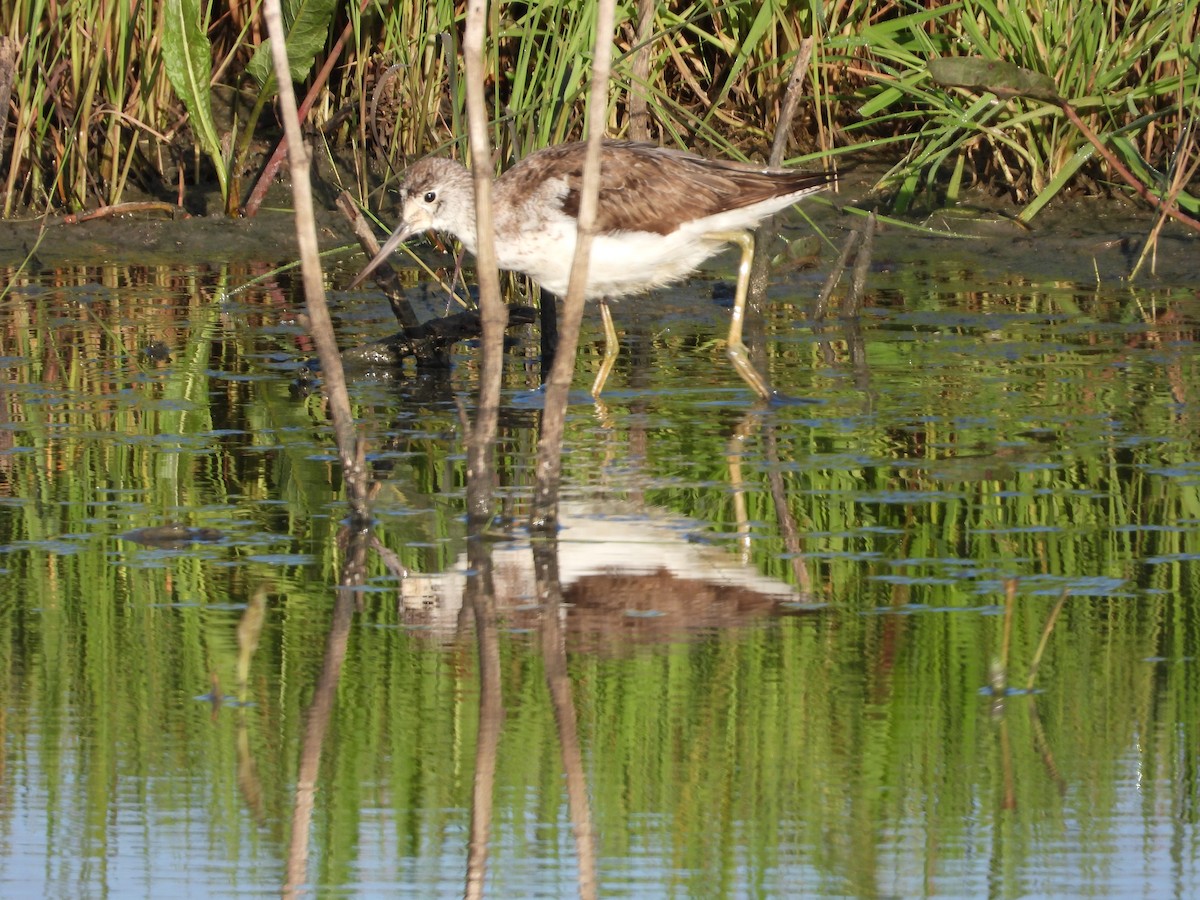 Common Greenshank - ML117899811