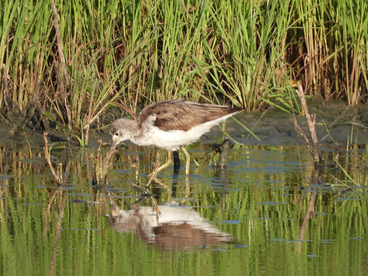 Common Greenshank - Jeffrey Crawley