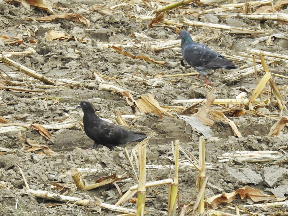 Rock Pigeon (Feral Pigeon) - ML117903281