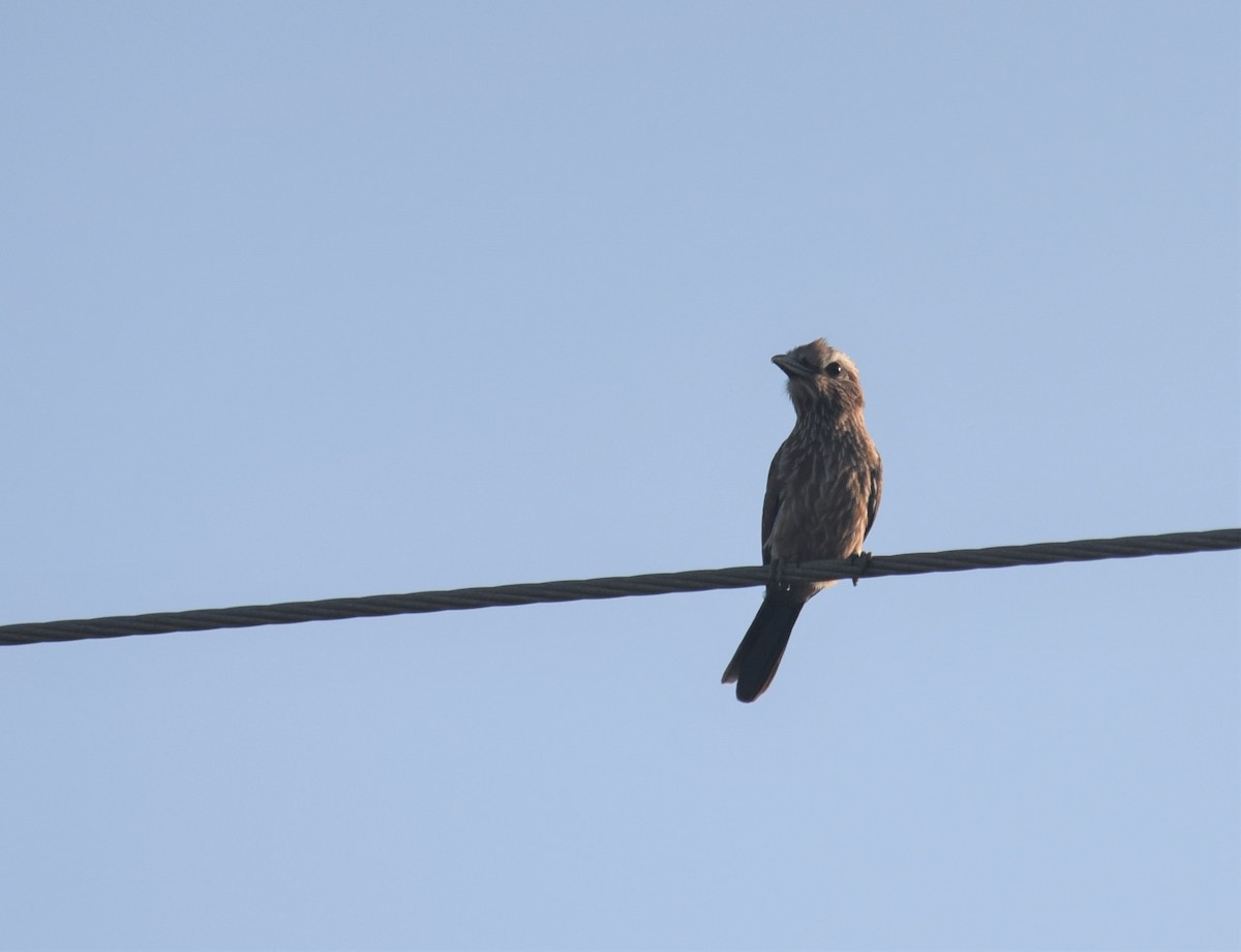 Rufous-crowned Roller - ML117903321