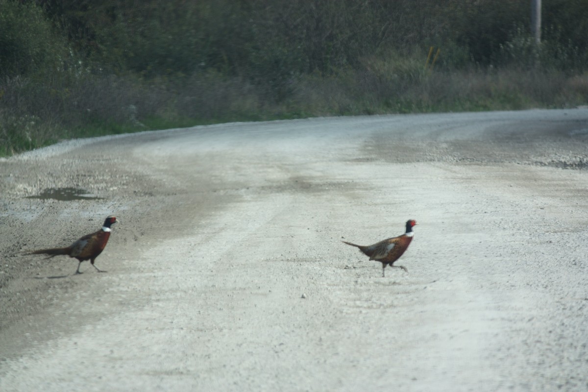 Ring-necked Pheasant - ML117903791