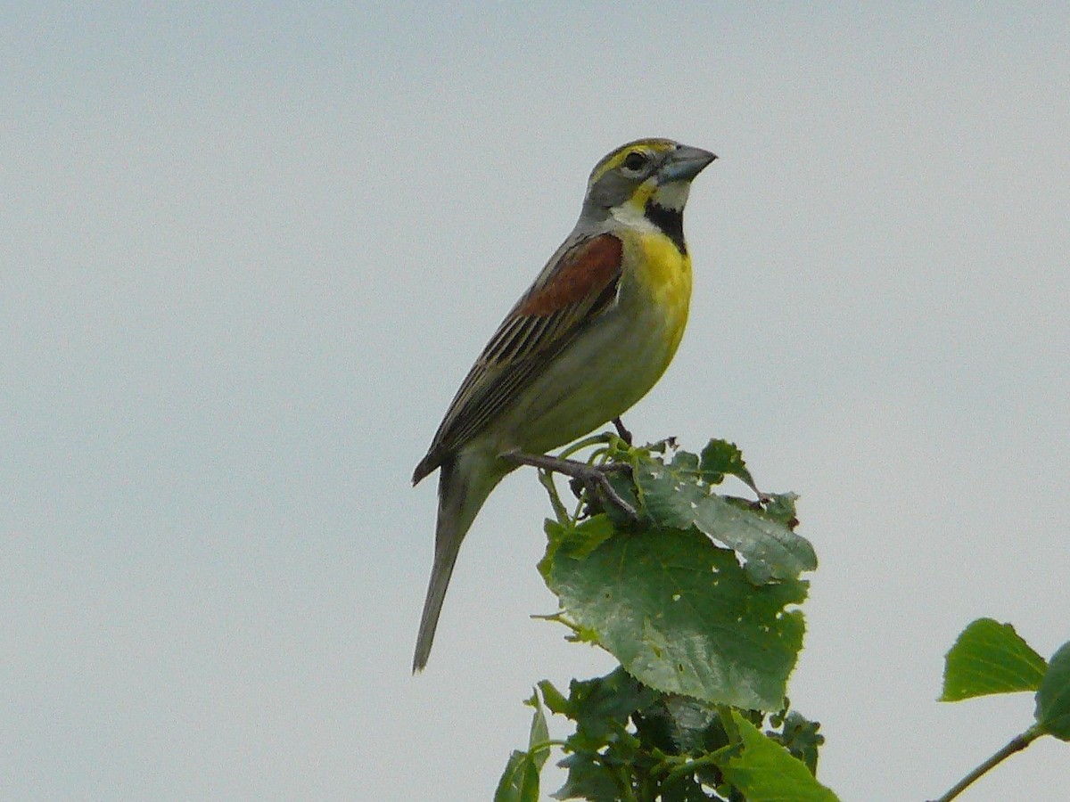 Dickcissel - ML117904421