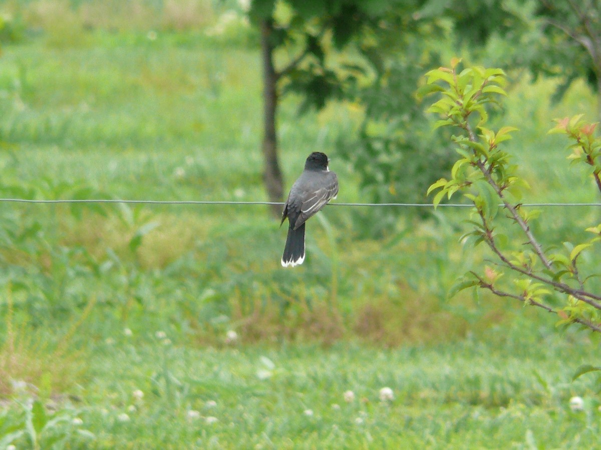 Eastern Kingbird - ML117904551