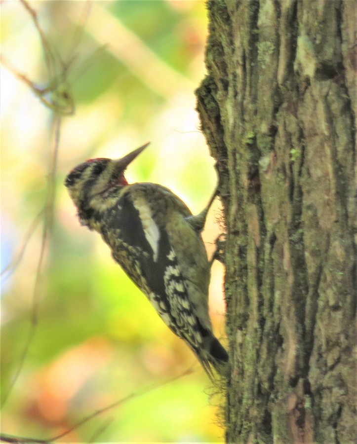 Yellow-bellied Sapsucker - ML117904651