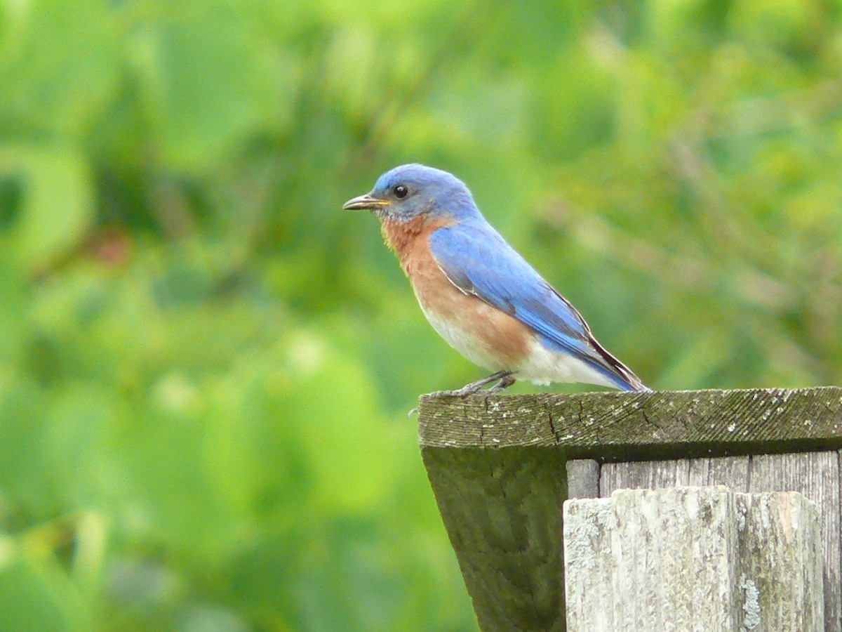 Eastern Bluebird - ML117904691