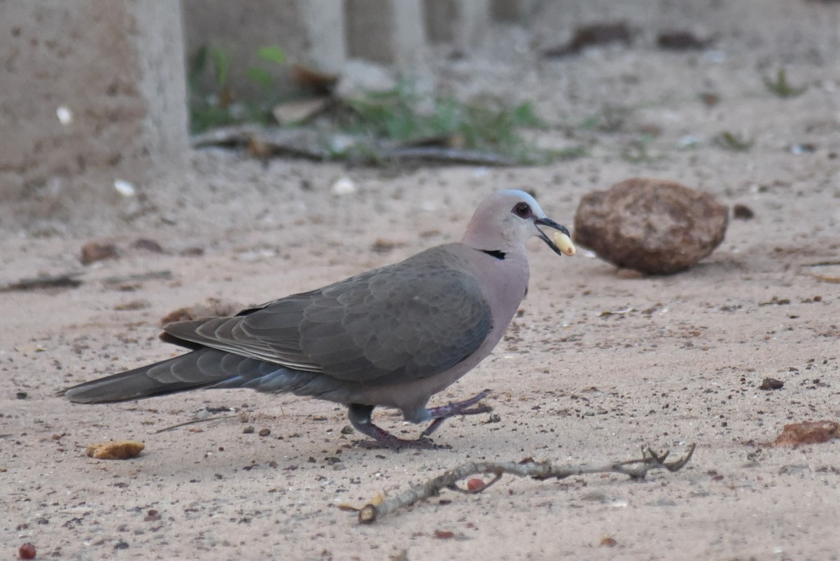 Red-eyed Dove - Bruce Mast