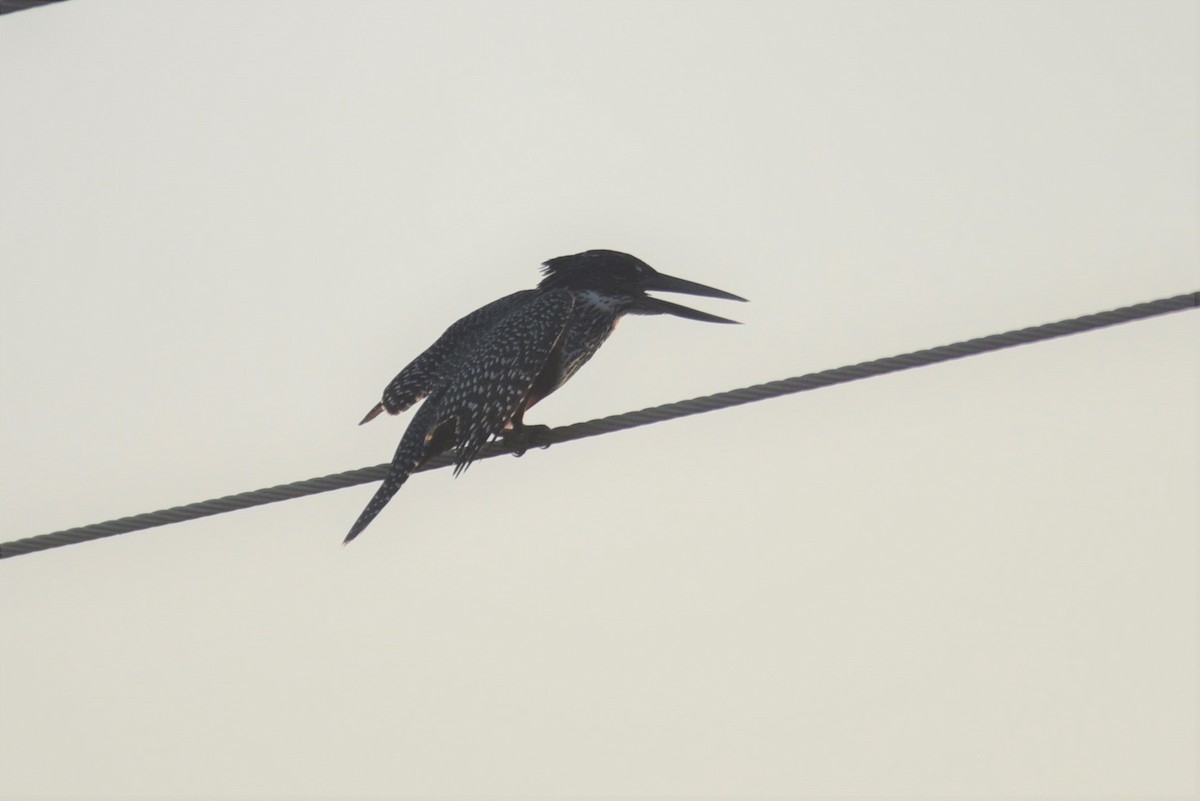 Giant Kingfisher - ML117905601