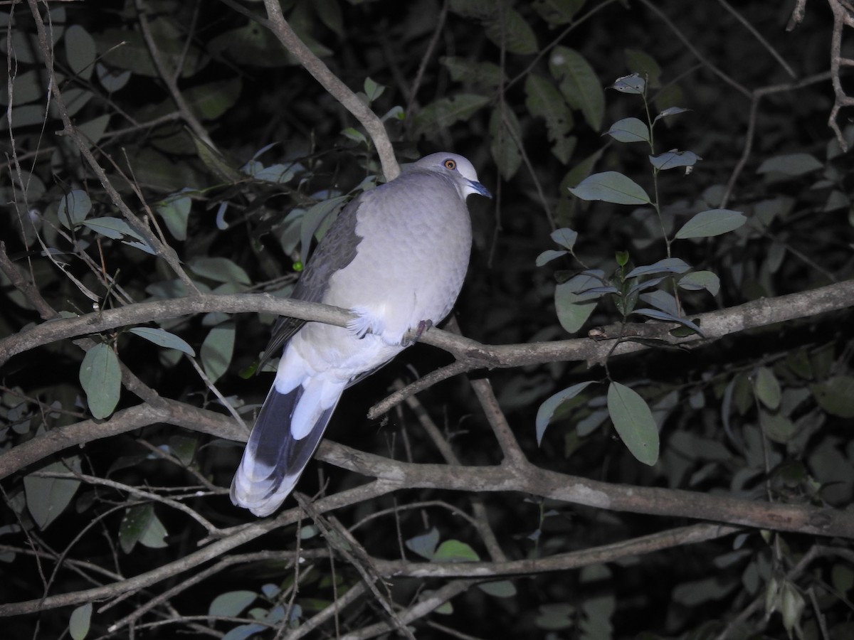 White-tipped Dove - Fabricio Candia