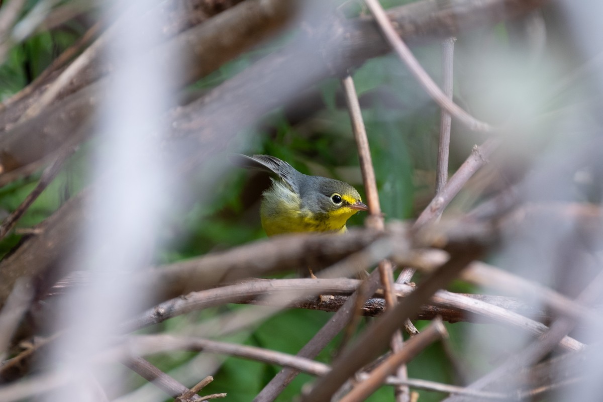 Canada Warbler - Russell Goodin