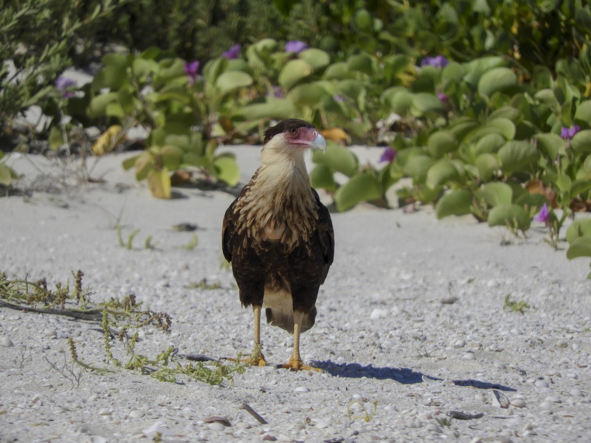 Crested Caracara (Northern) - ML117908621