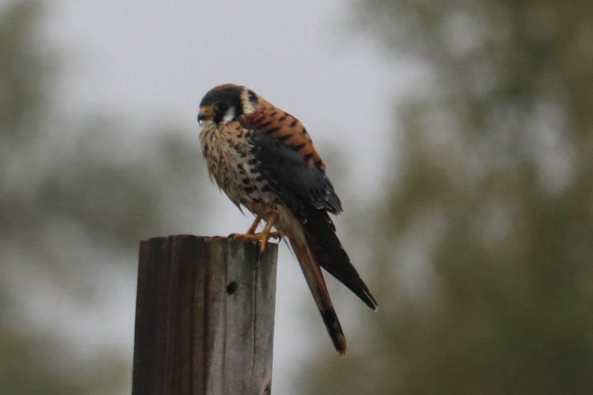 American Kestrel - ML117912191