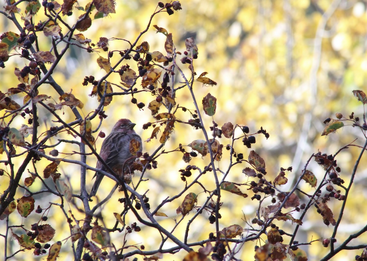 Cassin's Finch - ML117913101