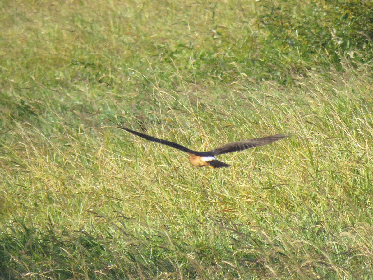 Northern Harrier - Michael Morris