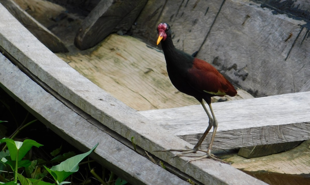 Wattled Jacana - Sergio LEON