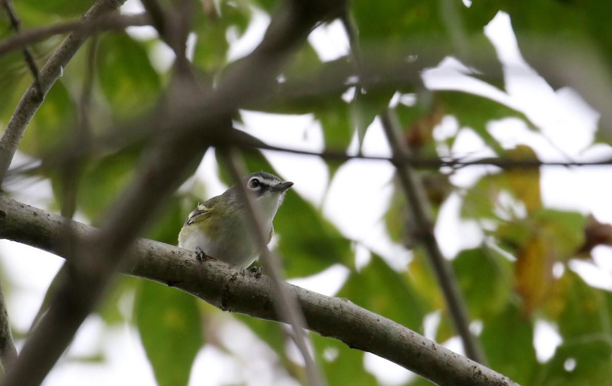 Mavi Başlı Vireo - ML117914821