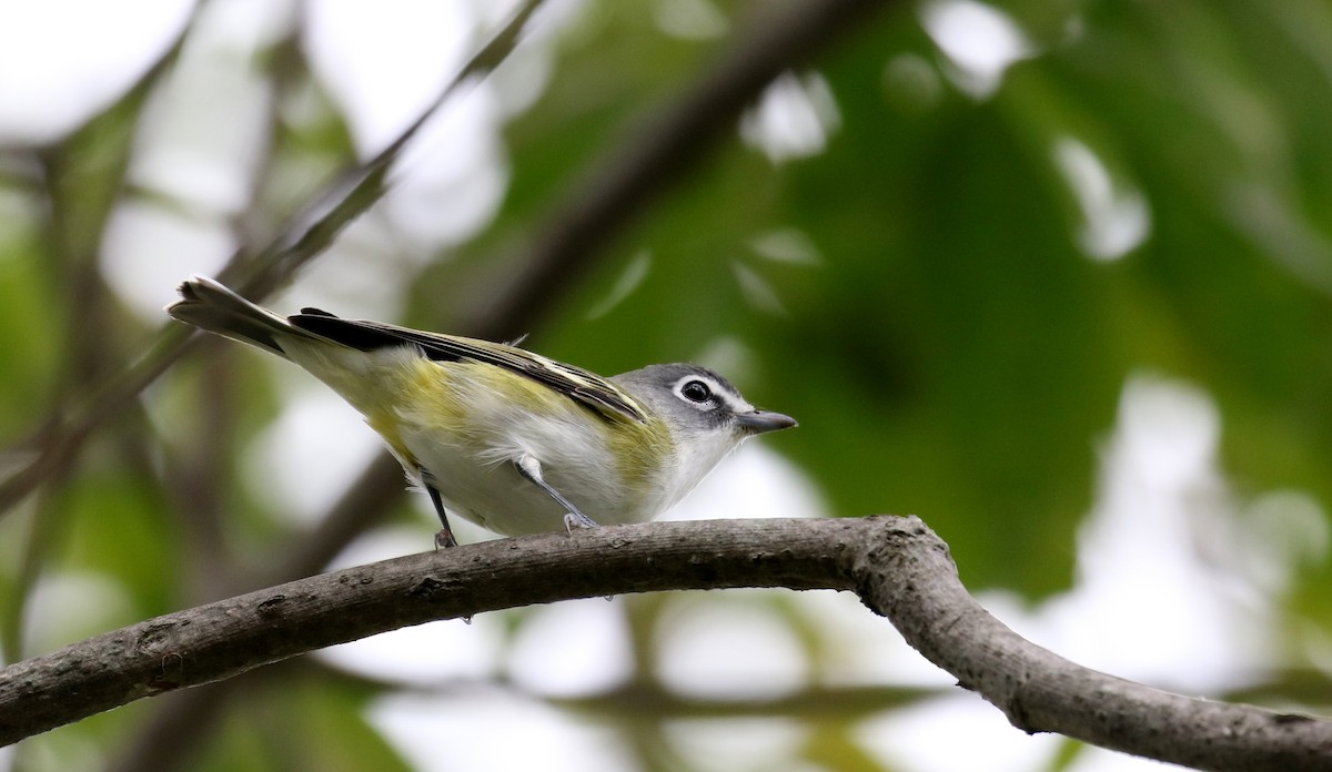 Vireo Solitario - ML117914971