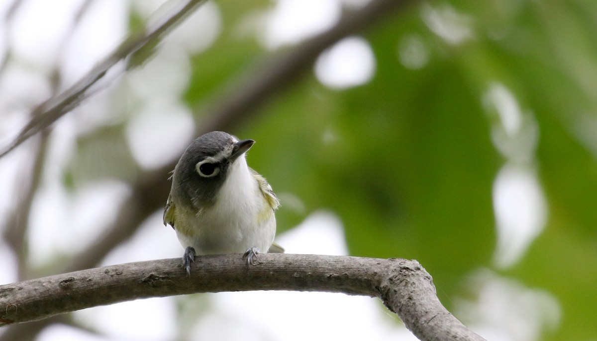 Blue-headed Vireo - Jay McGowan