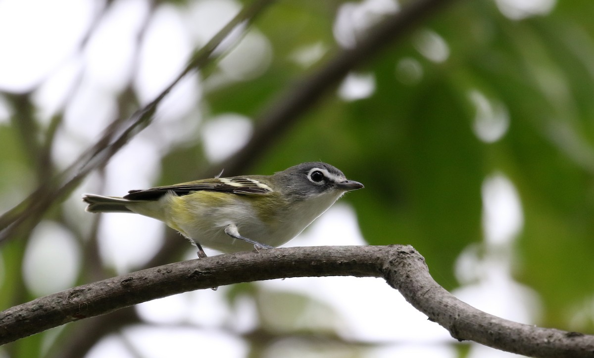 Blue-headed Vireo - Jay McGowan