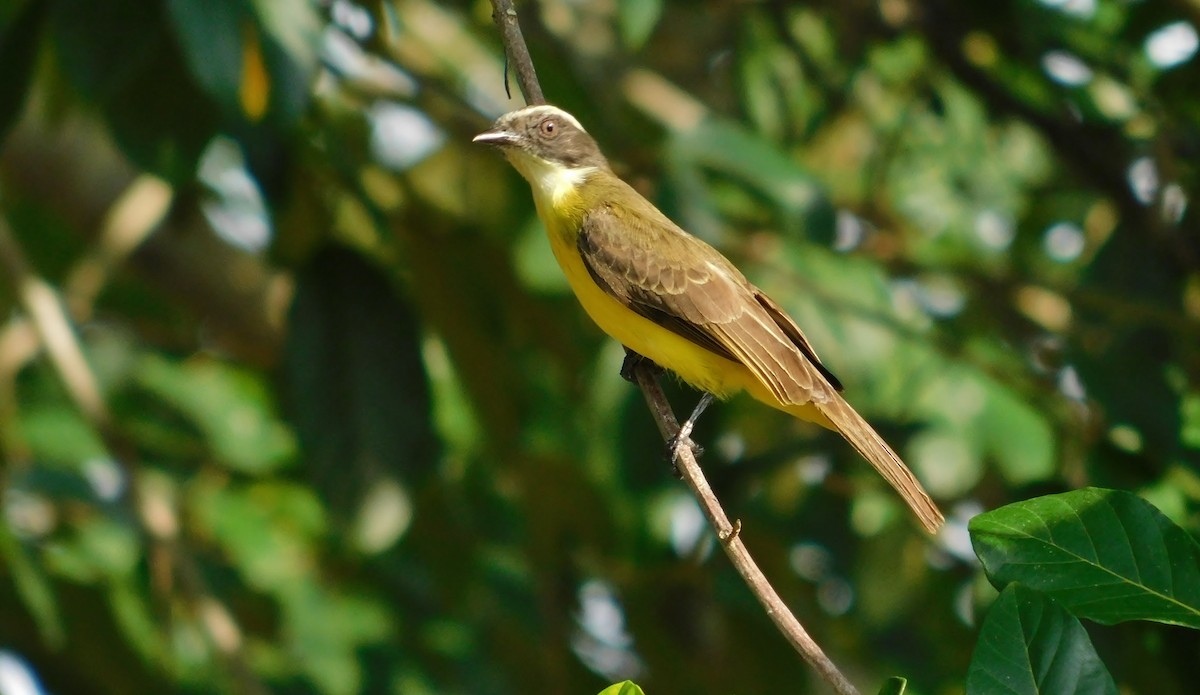 Social Flycatcher - Sergio LEON