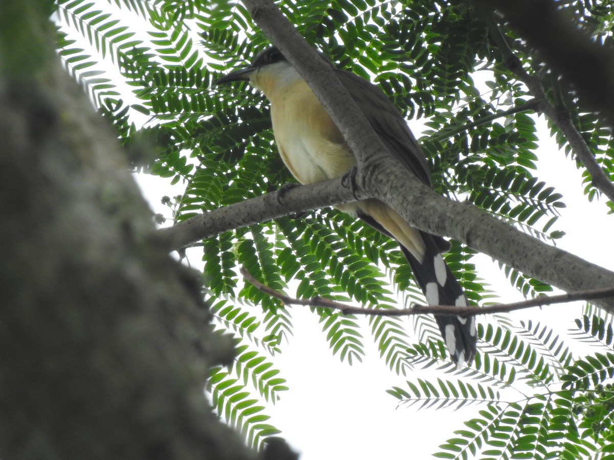 Dark-billed Cuckoo - ML117918651