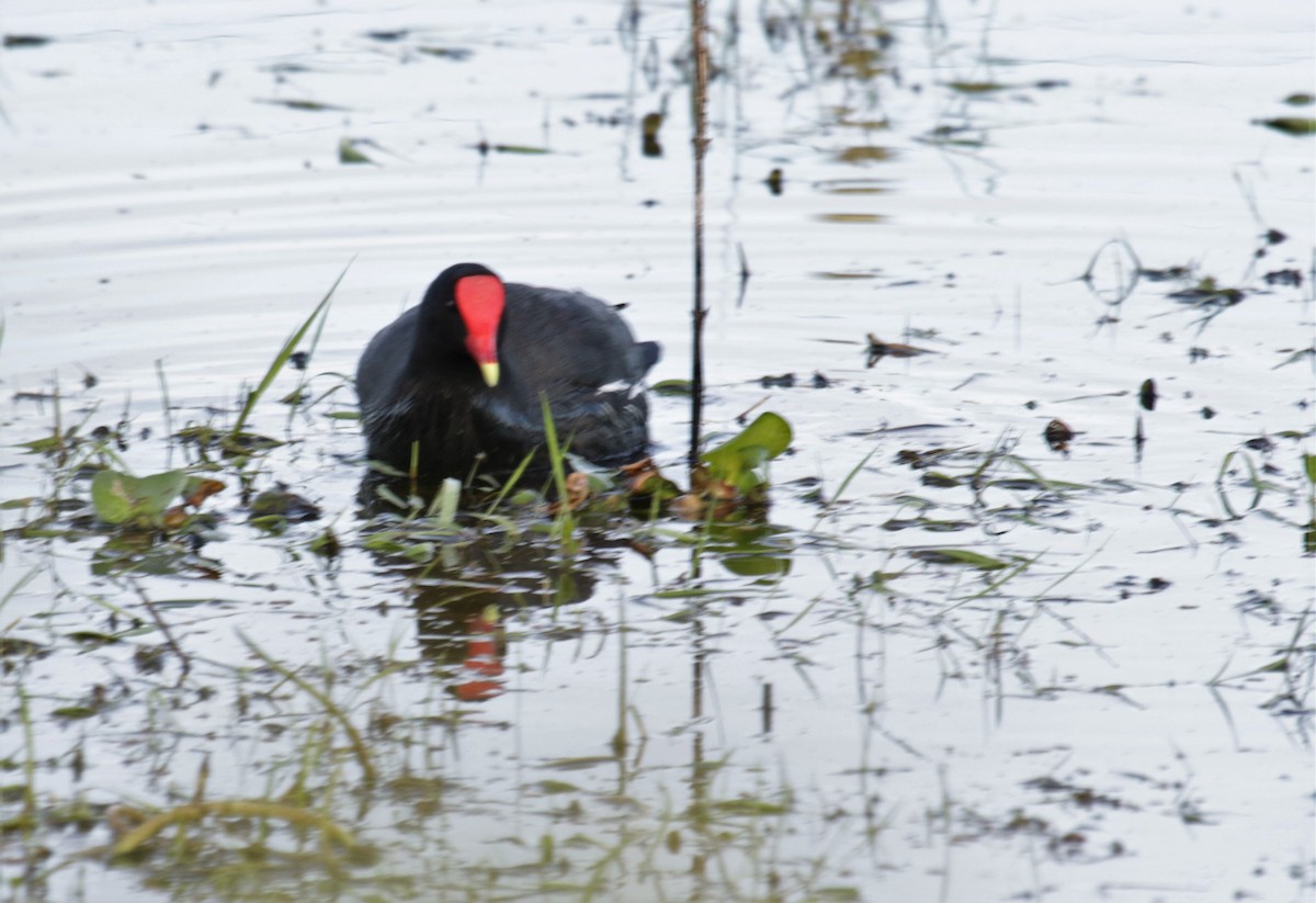 Common Gallinule - ML117919301