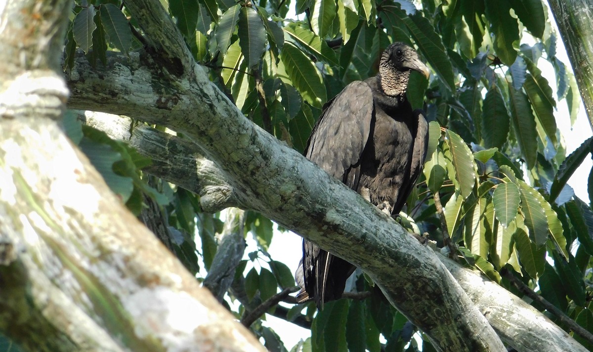 Black Vulture - Sergio LEON