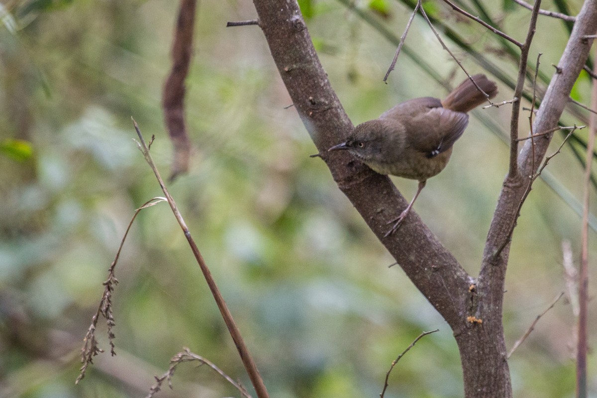 Tasmanian Scrubwren - ML117920301