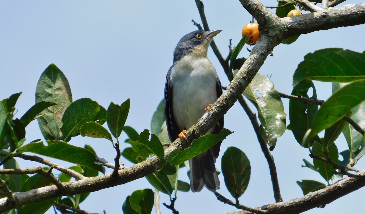 Hooded Tanager - ML117920741