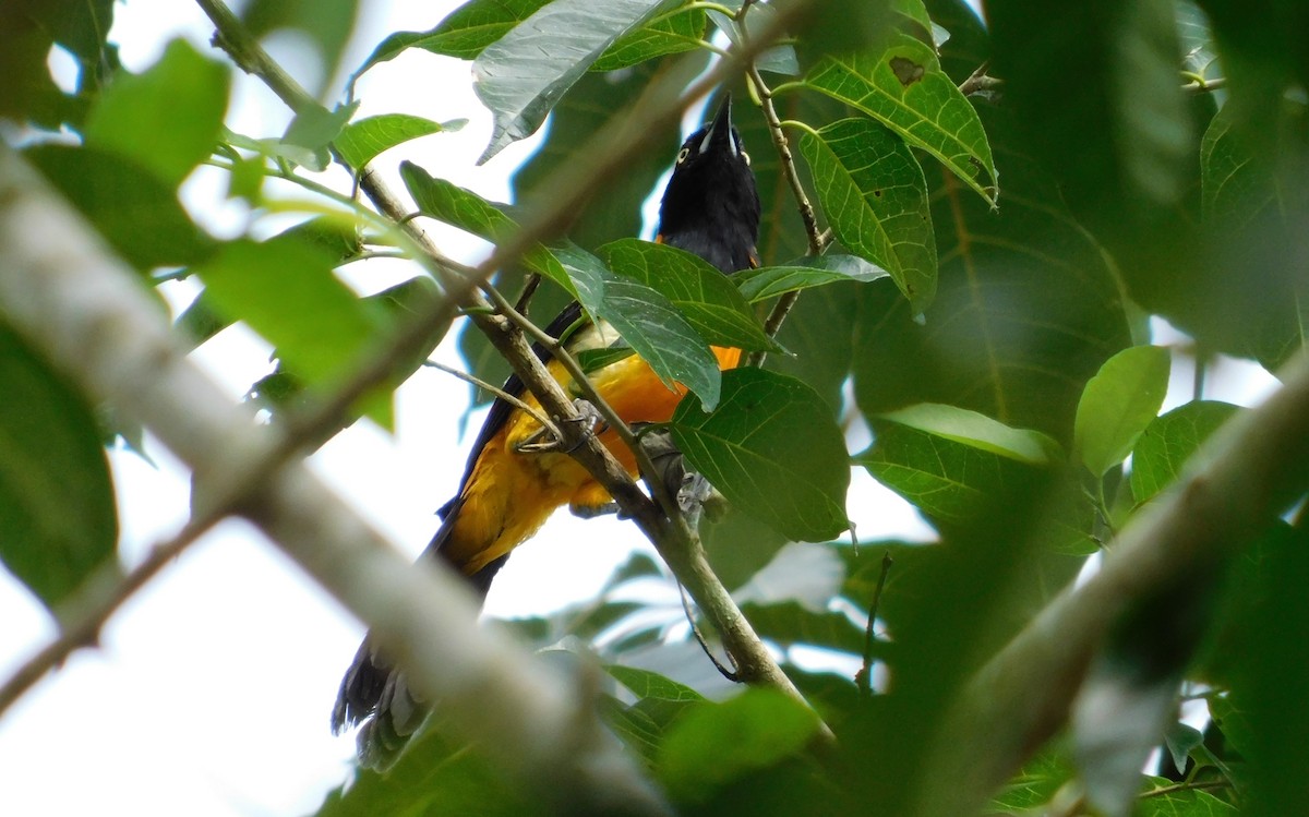 Orange-backed Troupial - Sergio LEON