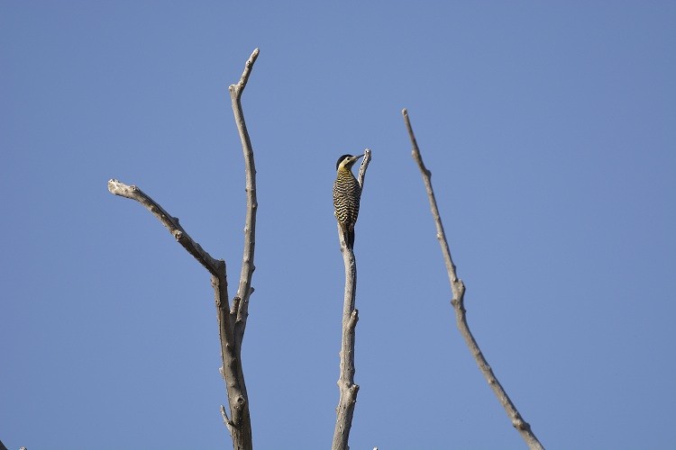 Green-barred Woodpecker - ML117922131