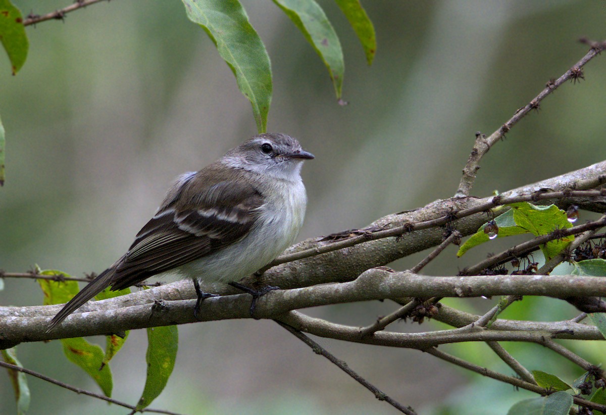 Piojito Pardo - ML117922241