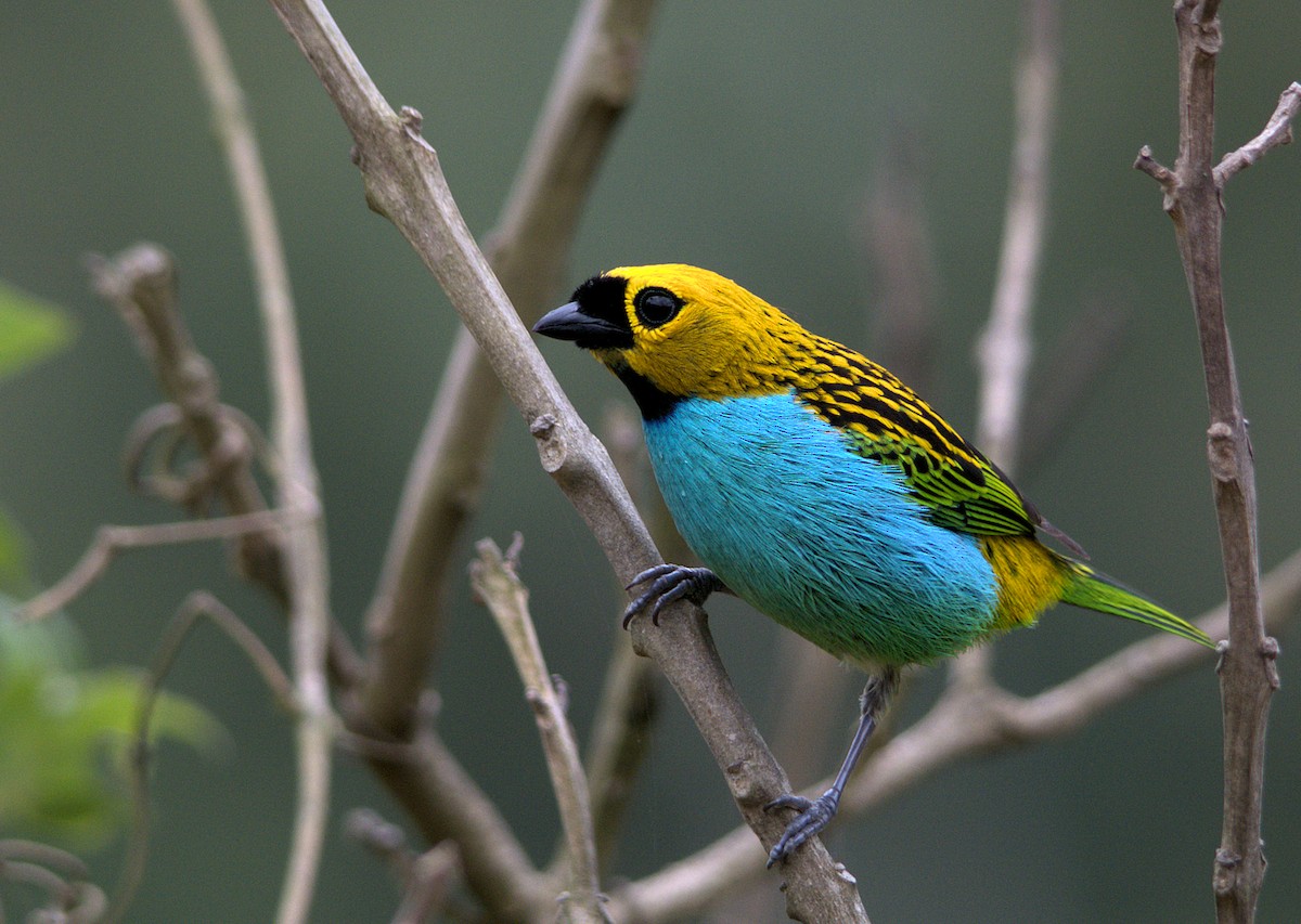 Gilt-edged Tanager - ML117922641