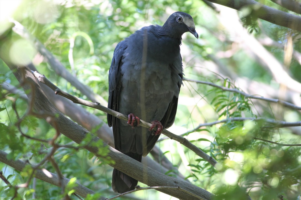 White-crowned Pigeon - Wyatt Egelhoff