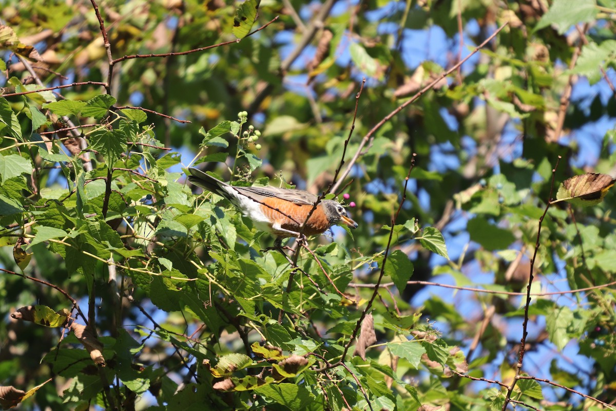 American Robin - ML117923621
