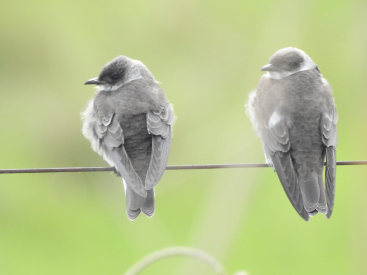 Brown-chested Martin - ML117924501