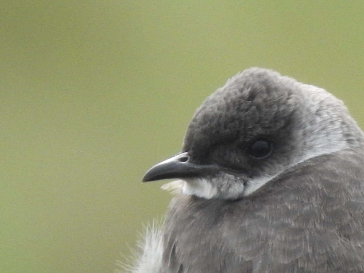 Brown-chested Martin - ML117924511