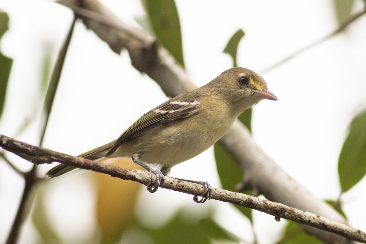 Mangrove Vireo - ML117925021