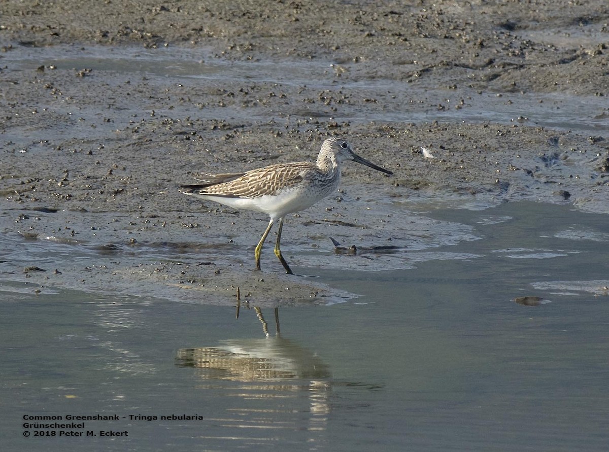 Common Greenshank - ML117925281