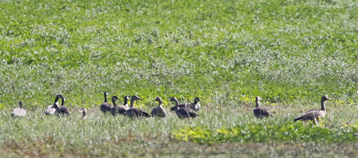 Greater White-fronted Goose (Western) - ML117925641