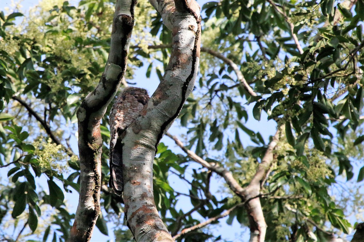 Great Potoo - Madeleine Sandefur