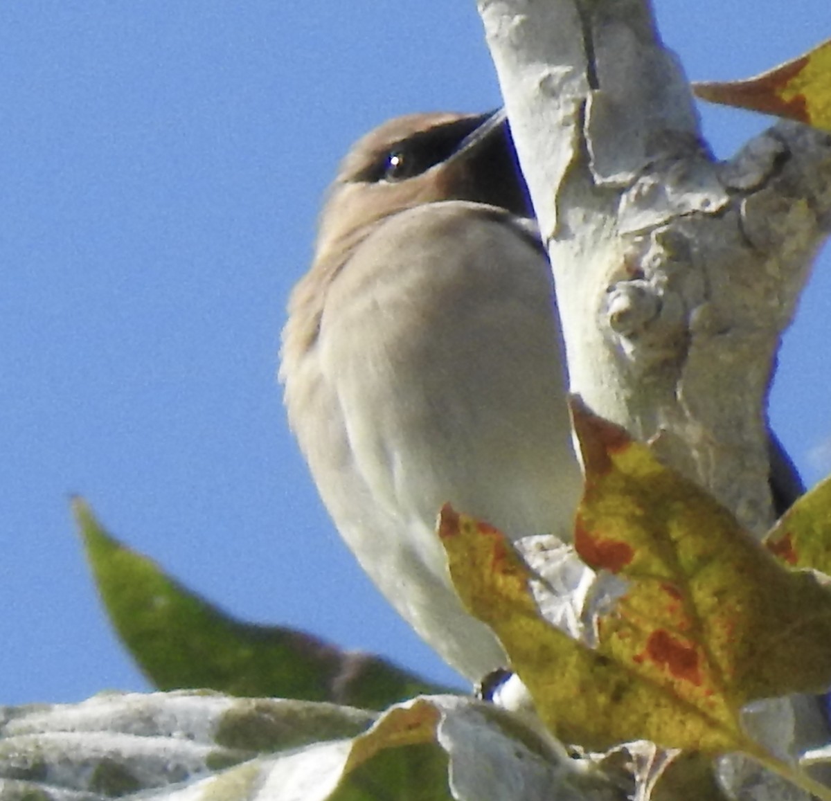 Cedar Waxwing - ML117927021