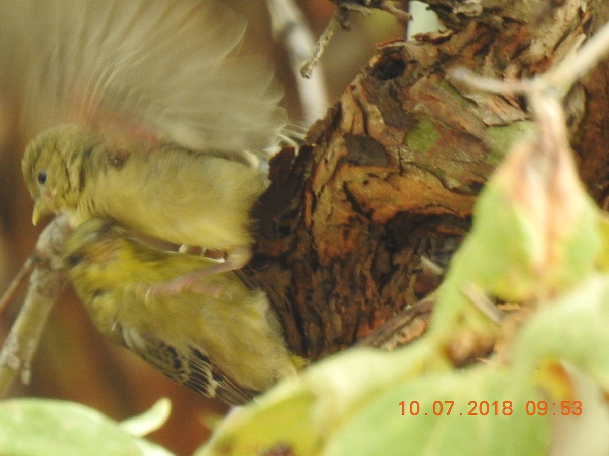 Lesser Goldfinch - ML117927631