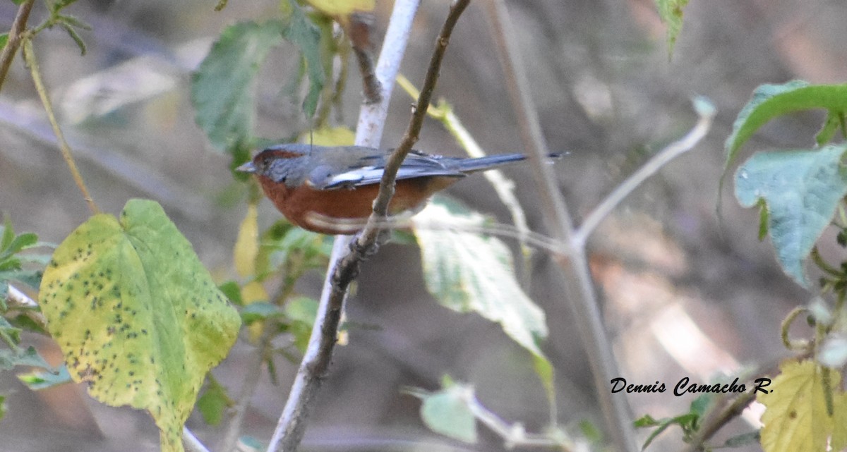 Rusty-browed Warbling Finch - ML117928911