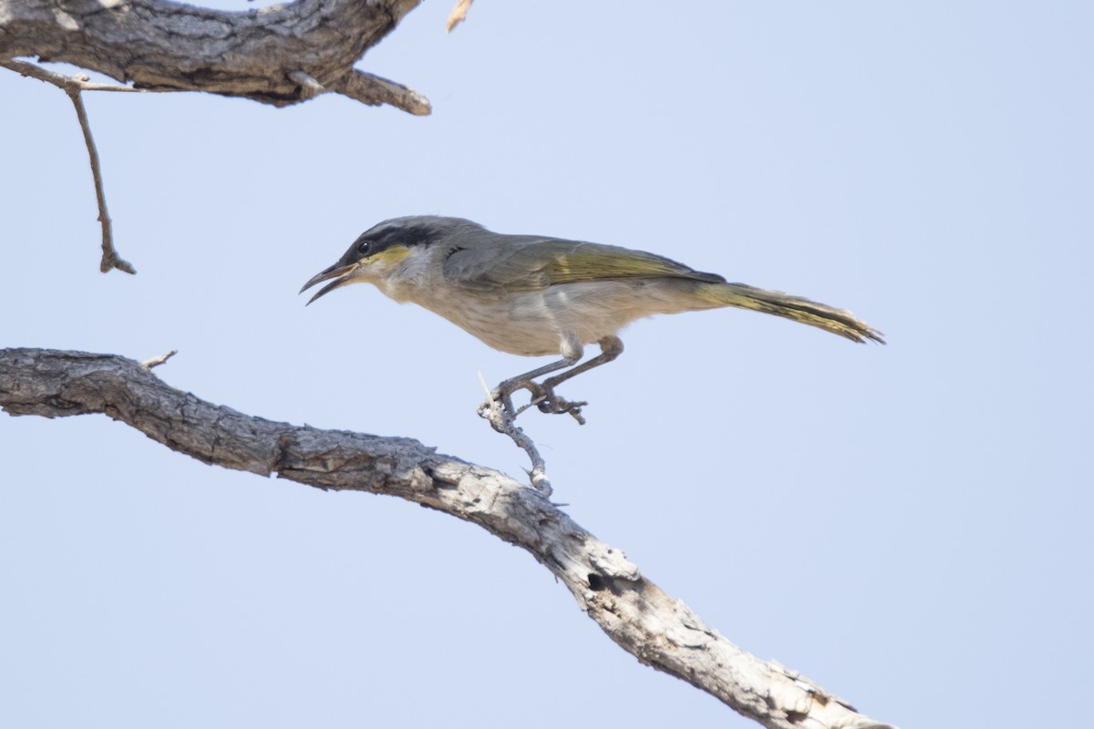 Singing Honeyeater - ML117928991