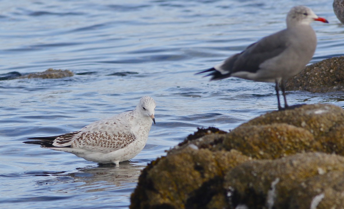 Ring-billed Gull - ML117929251