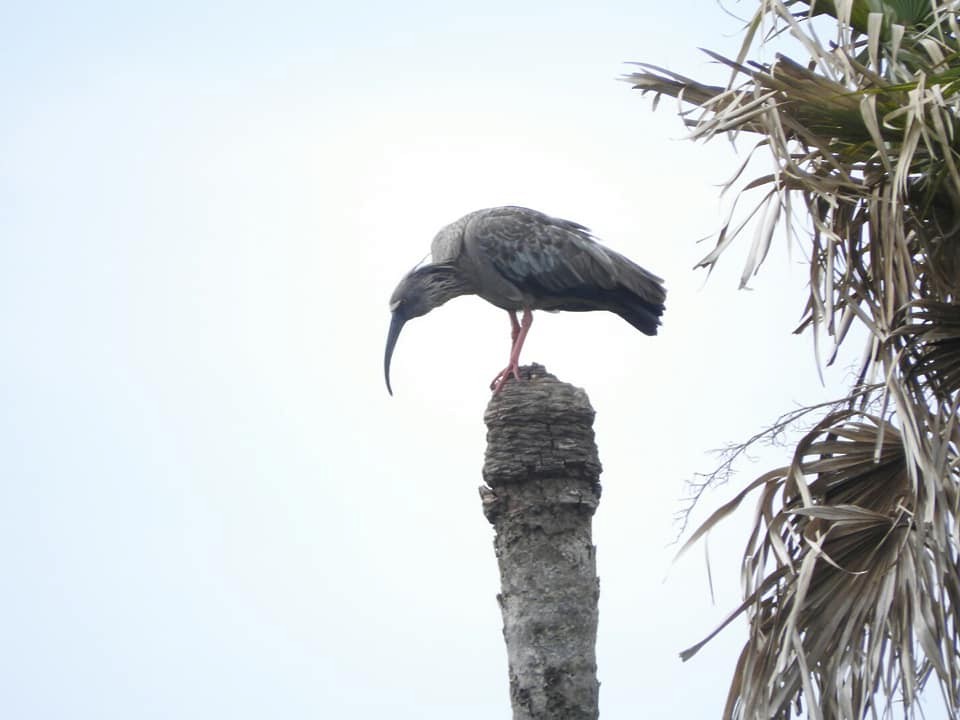 ibis běločelý - ML117929511